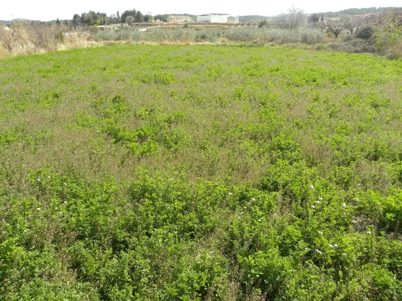Residential land for sale in Caravaca de la Cruz, imagen 11