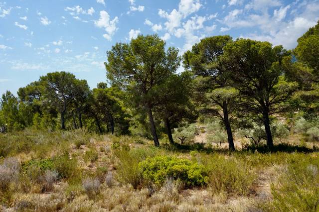 Terreno en Venta en 11 en Vandellòs i l'Hospitalet de l'Infant