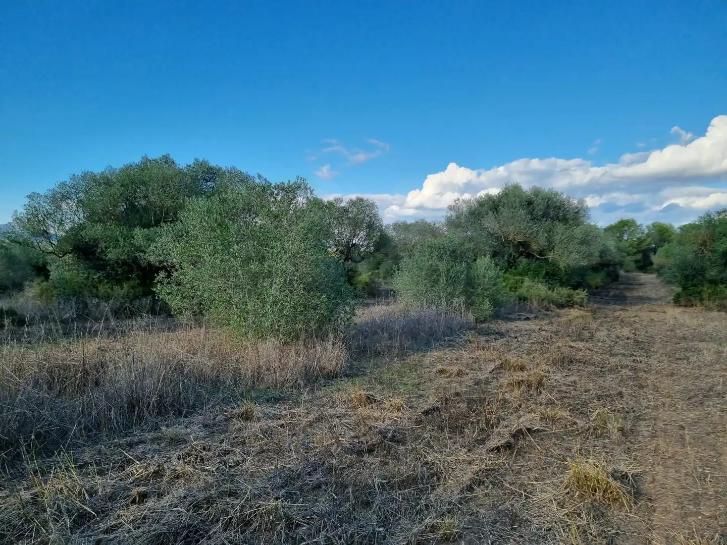 Grundstücke und Bauplätze zum Verkauf in poligono 14 parcela 31 Ginestar, imagen 10