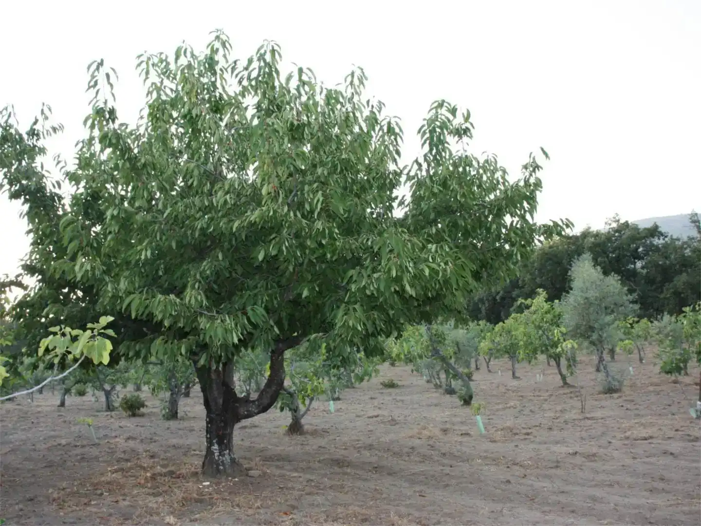 Jardín de Finca rústica en venta en Losar de la Vera