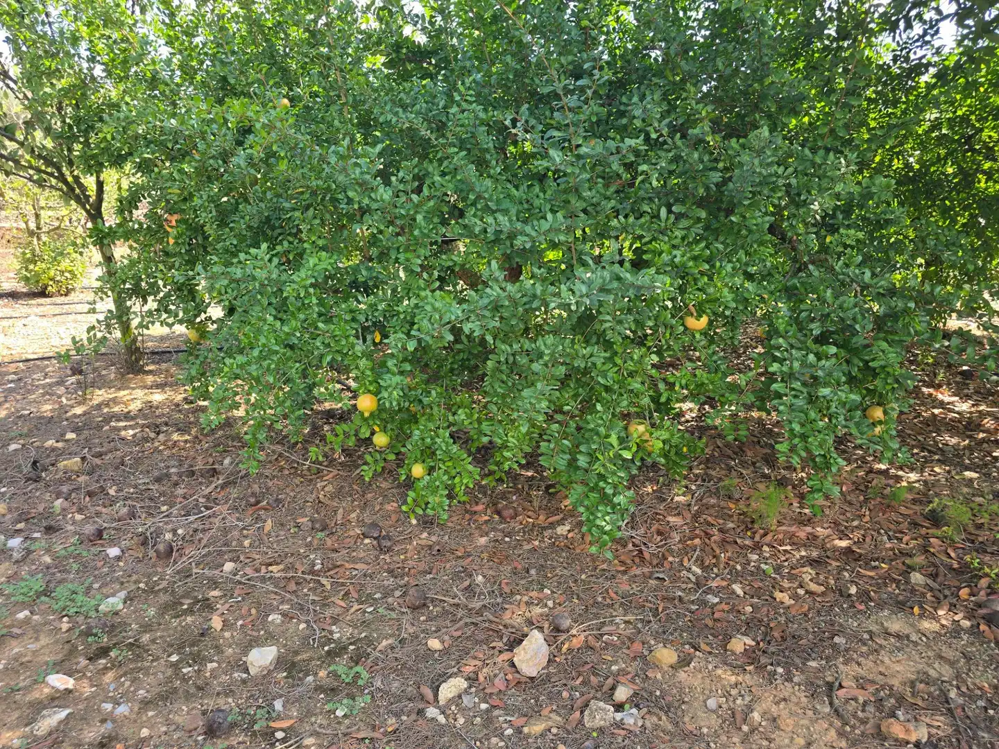 Finca rústica en venta en Freginals con Jardín privado