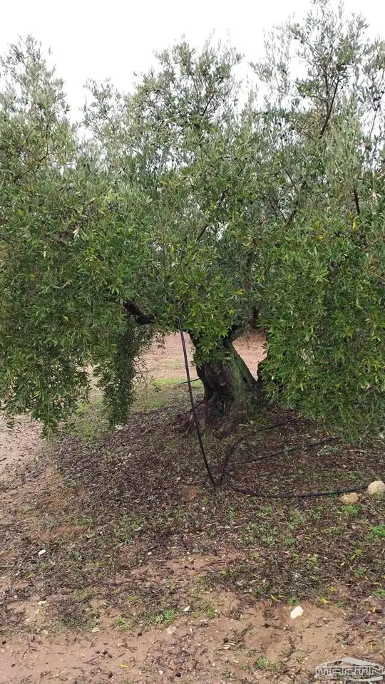 Garden of Land for sale in Monturque