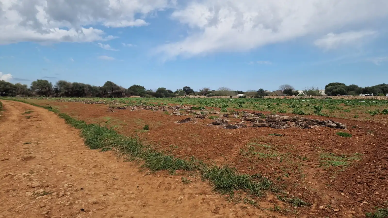 Rural land for sale in Ciutadella, imagen 6