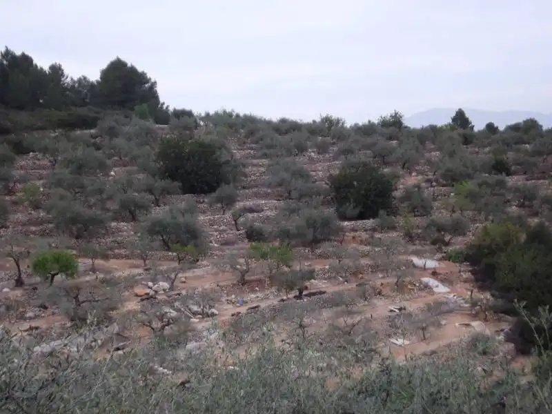 Terreny rústic en venda a Vilafamés