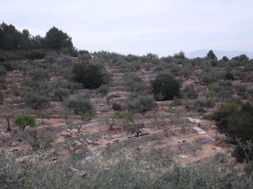 Terrain rustique à vendre à Vilafamés