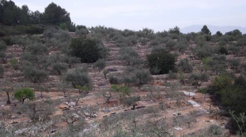 FINCA RUSTICA CON OLIVOS Y BUENAS VISTAS