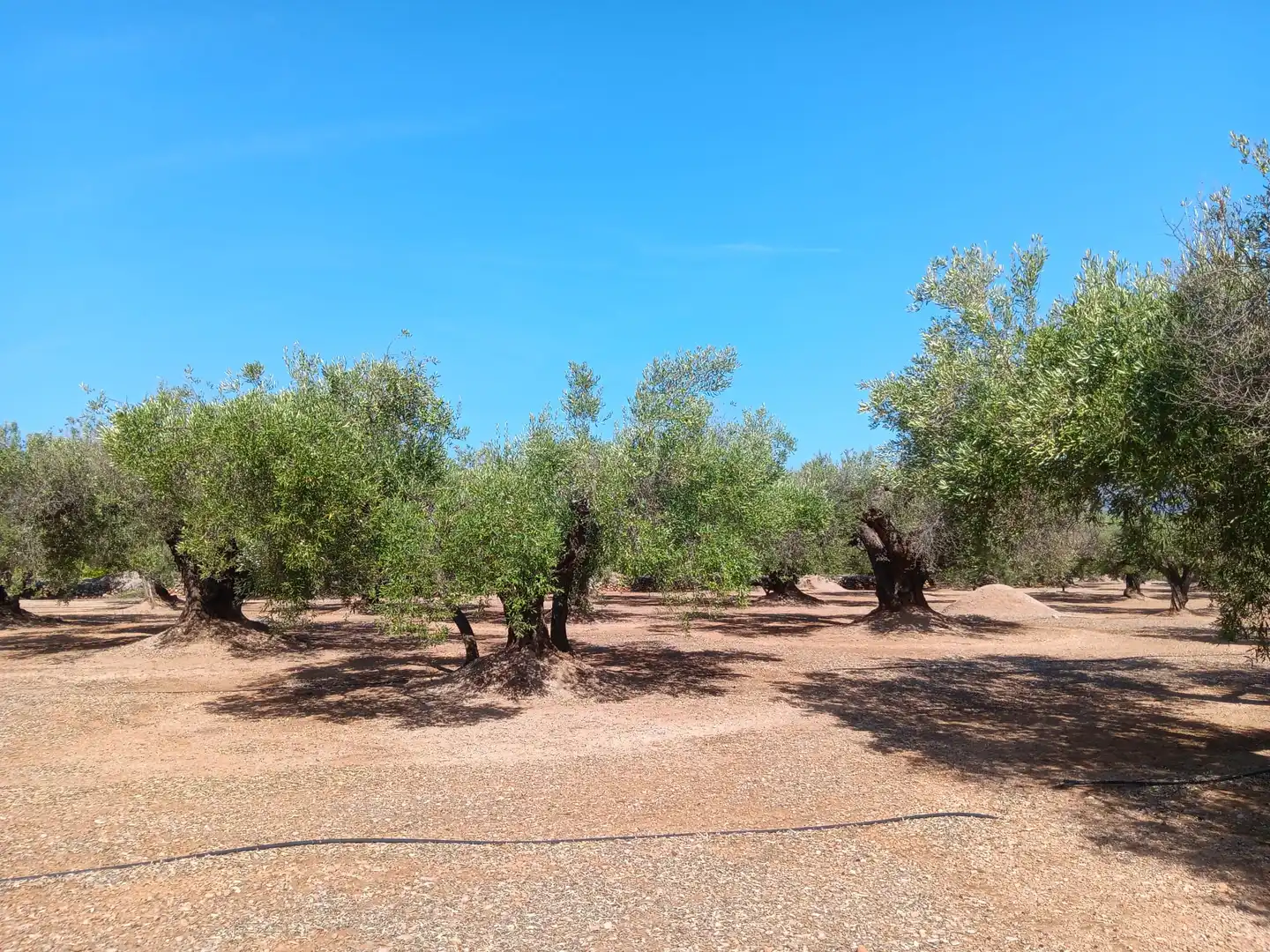 Lands and plots for sale in Roquetes, imagen 27