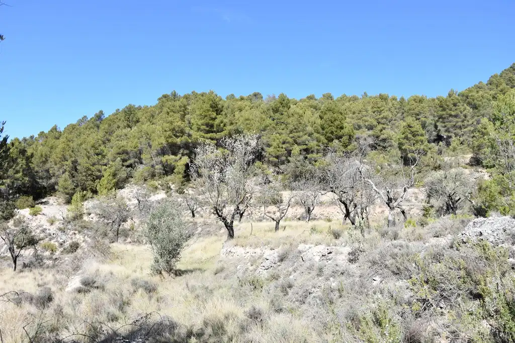 Land for sale in Fuentespalda
