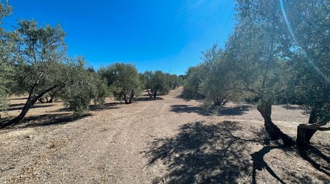 SE VENDE FINCA 700 OLIVOS EN ÚBEDA, immagine 5