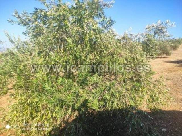 Terreno en Venta en TERMINO DE CABRA  en Cabra