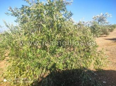 Terreno rustico in vendita a Calle TERMINO DE CABRA