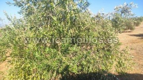 FINCA DE OLIVAR DE 25 FANEGAS EN CABRA