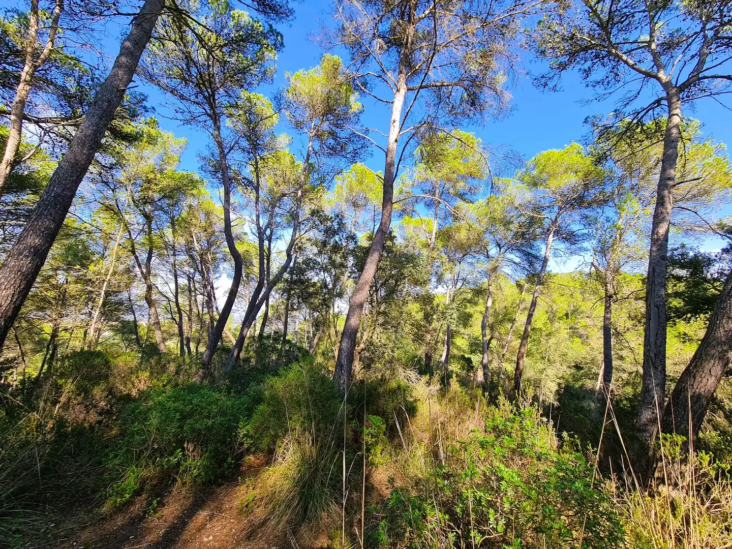 Terrain rustique à vendre à Costitx, imagen 10