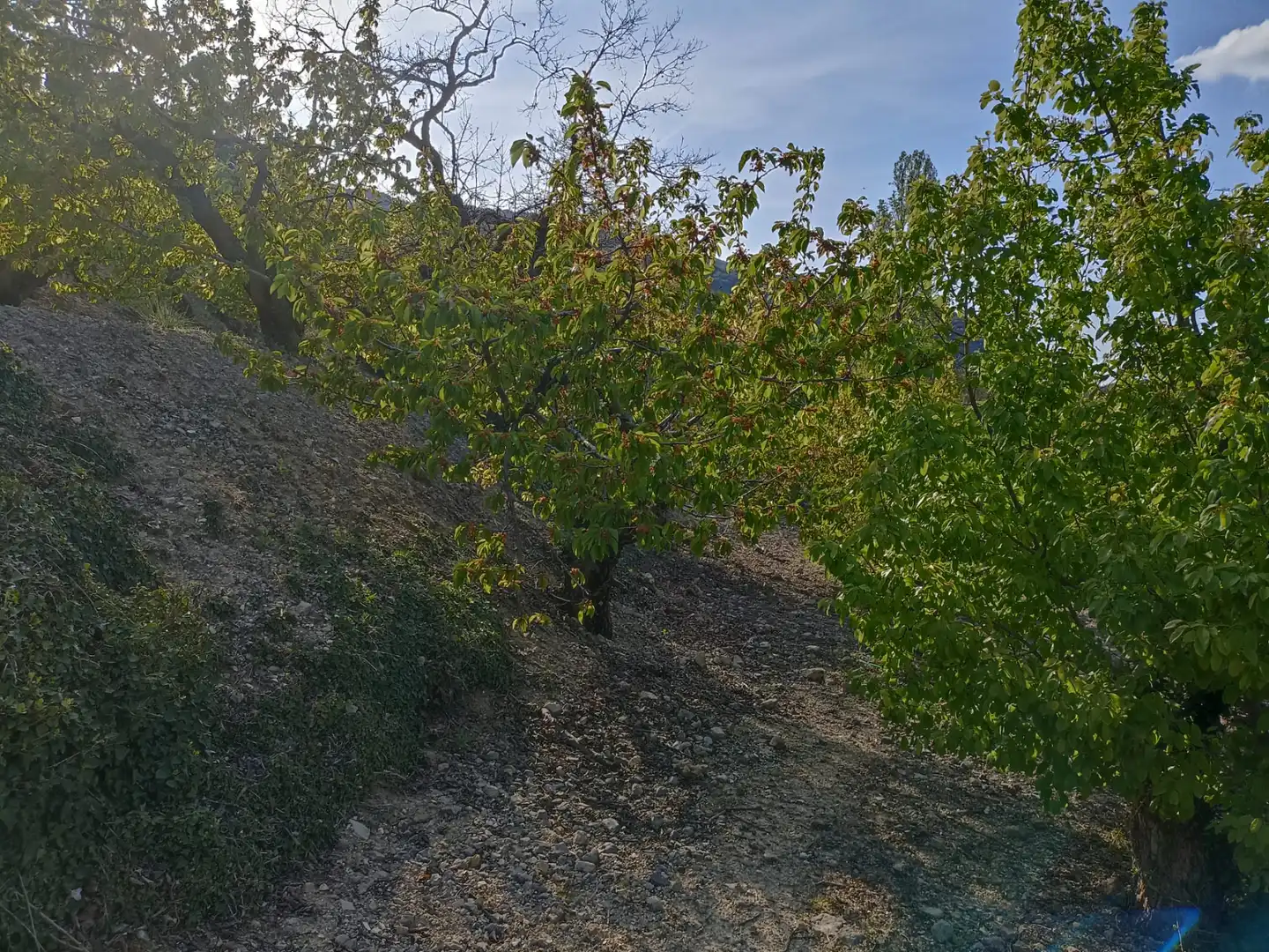 Land for sale in Torres