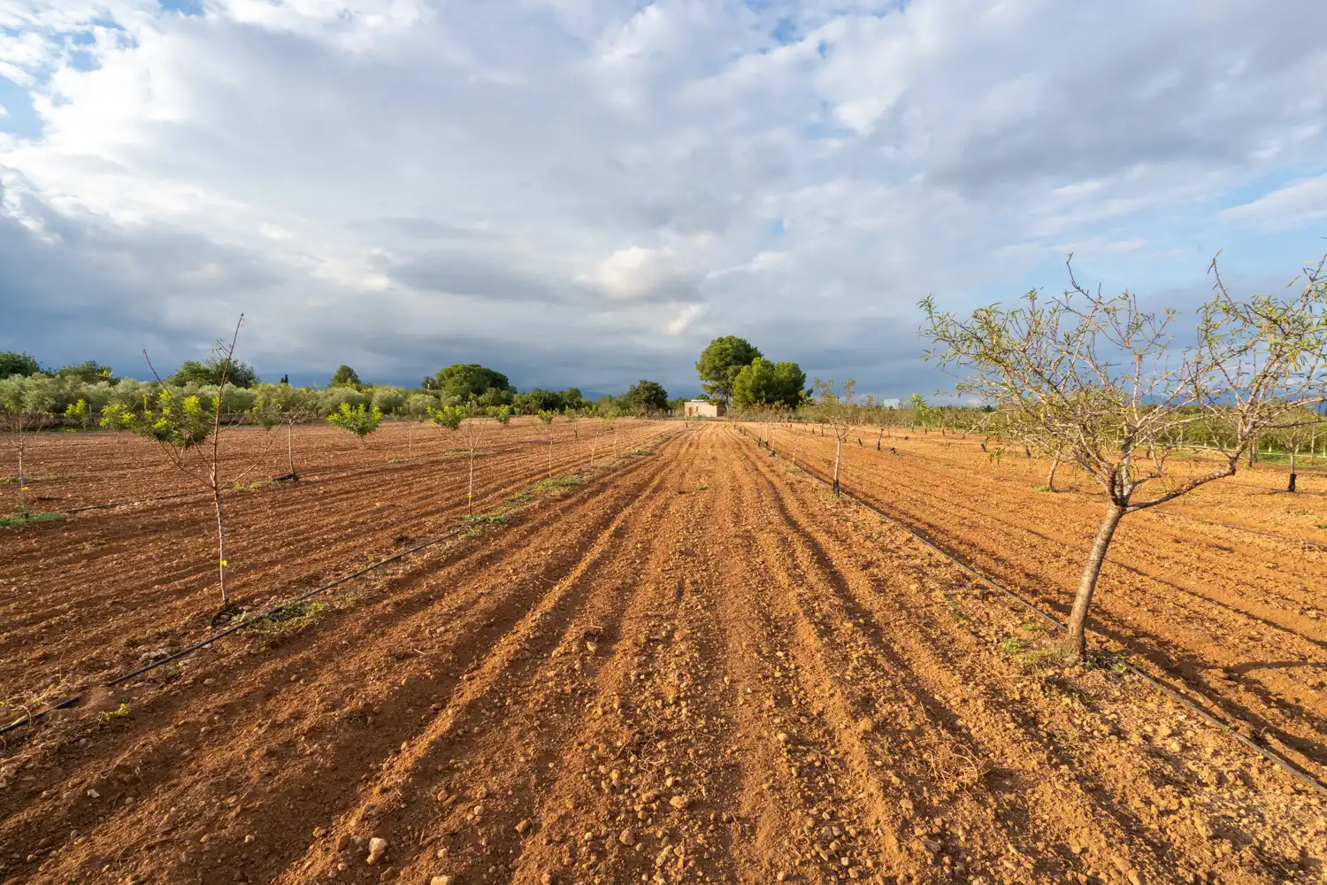Terreno rustico in vendita a Carretera del Cementiri 9, imagen 36