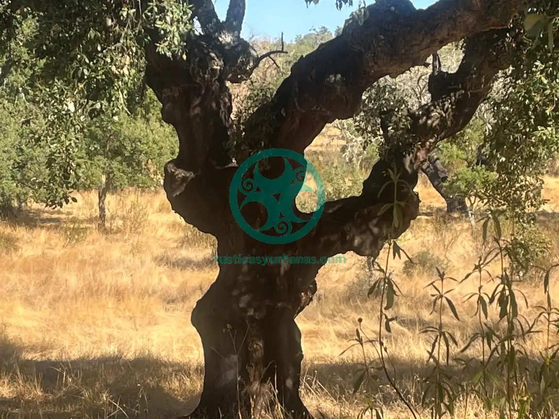 Terreni e lotti in vendita a Valdesalor - Rincón de Ballesteros, imagen 2
