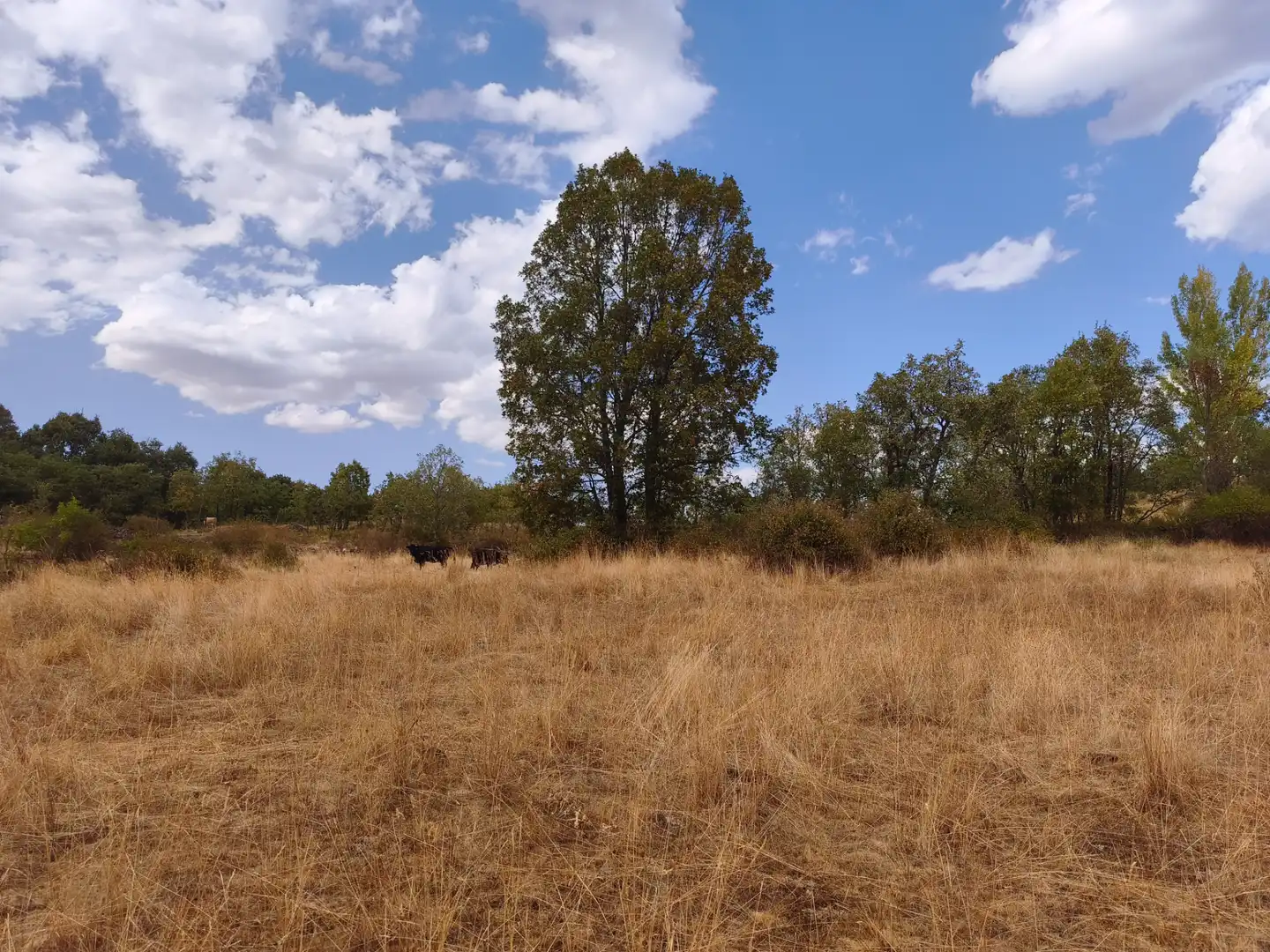 Terreno en venta en Piñuécar-Gandullas