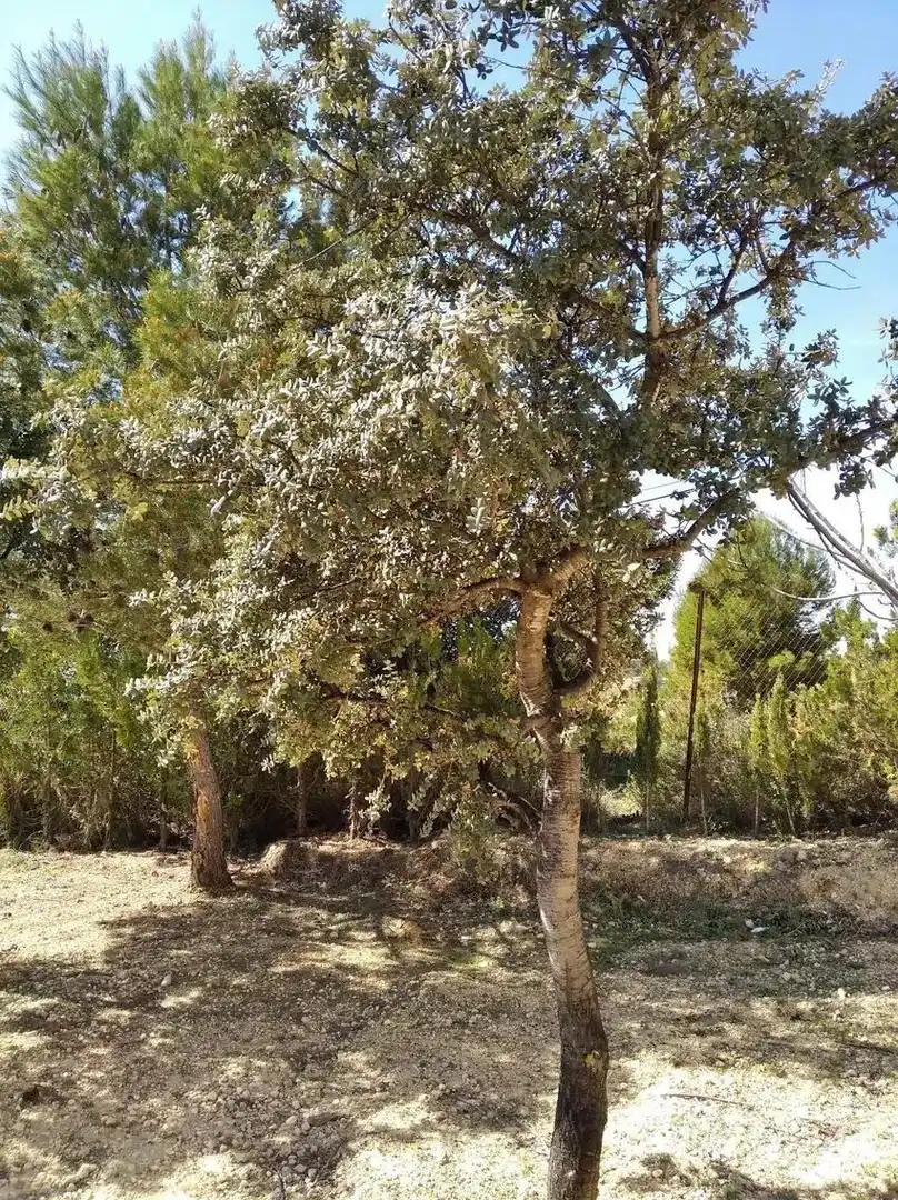 Casa o chalet en venta en Godelleta con Jardín privado, Terraza y Trastero