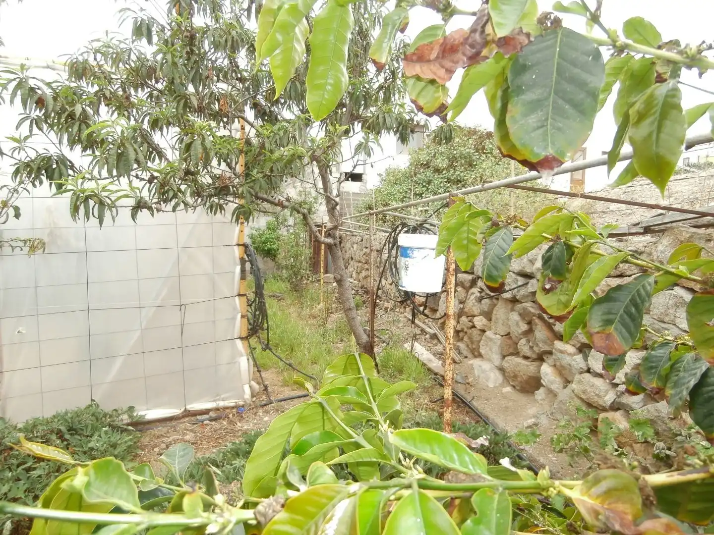 Finca rústica en venda a Camino Frontón, 147, Moya (Las Palmas)