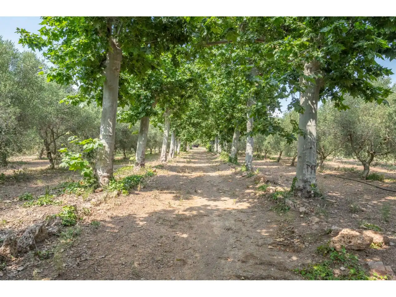 Vista exterior de Finca rústica en venta en Reus con Jardín privado, Terraza y Piscina
