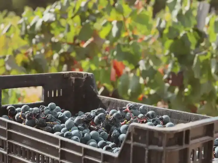 Vista exterior de Finca rústica en venda en Yecla amb Aire condicionat, Jardí privat i Parquet