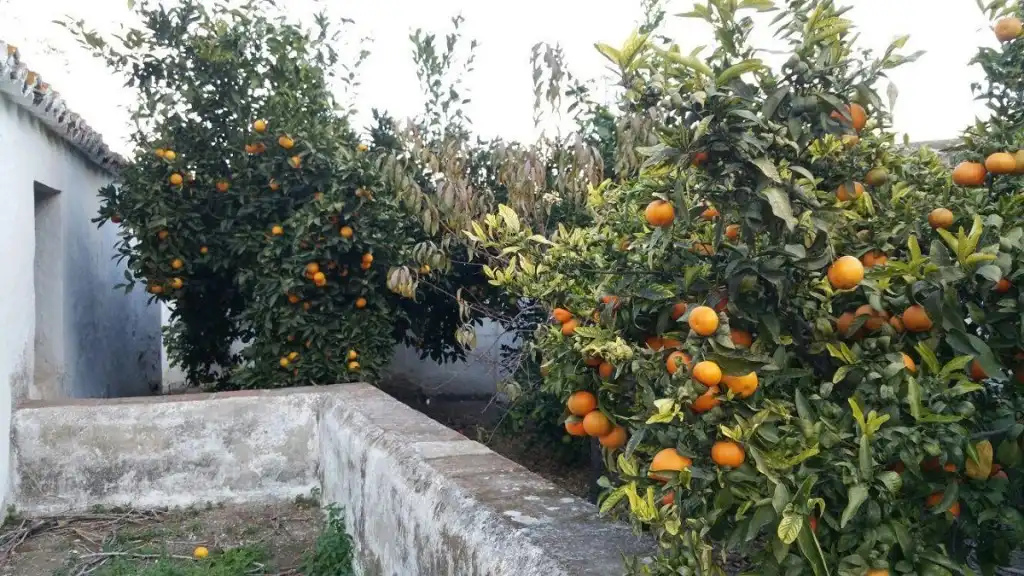 Villa à vendre à Gibralgalía, imagen 6