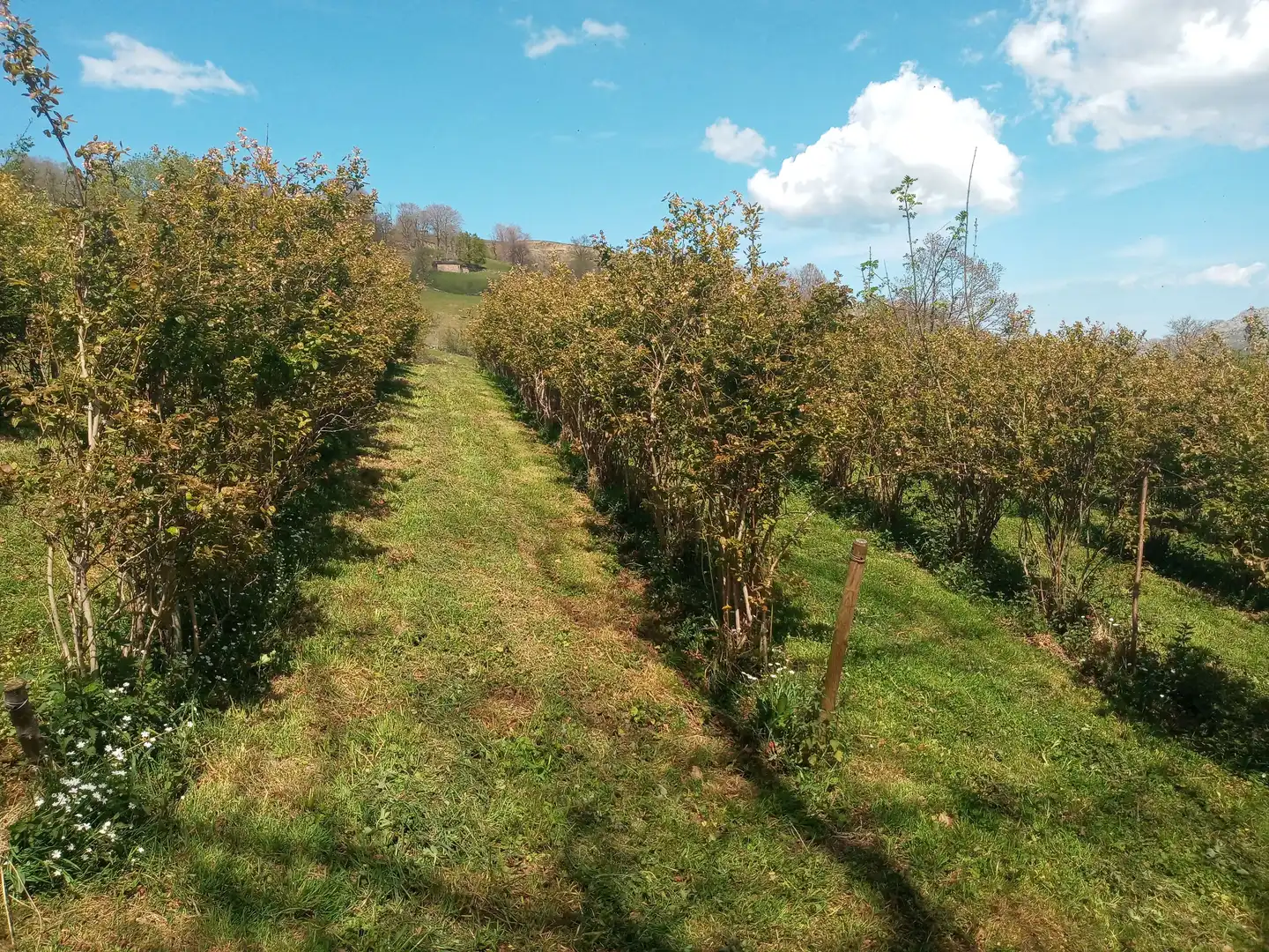 Finca rústica en venta en San Roque de Riomiera con Jardín privado