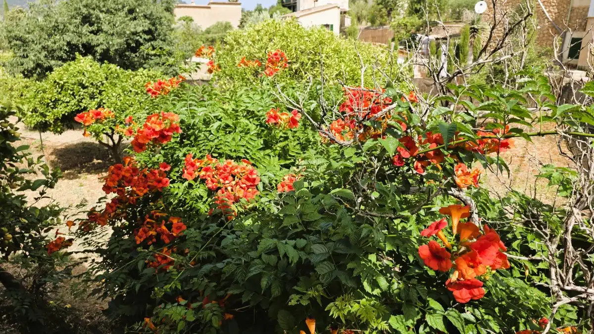 Casa bifamiliare con giardino in vendita a Sóller, imagen 21