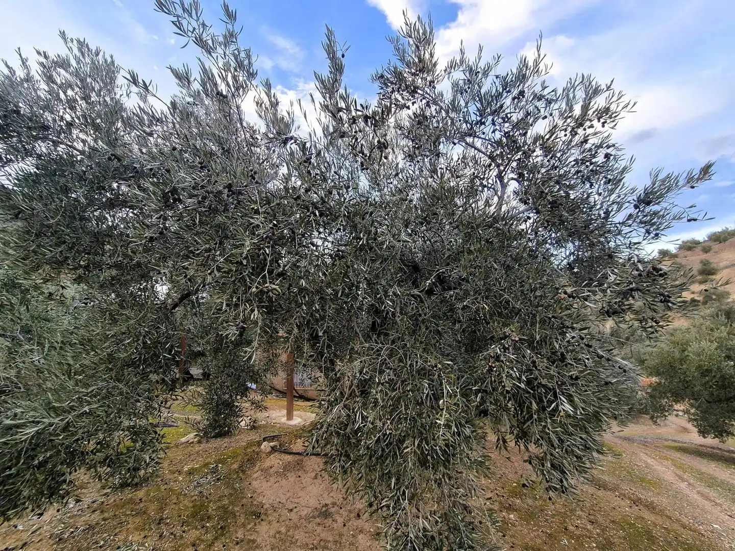 Rural land for sale in Huétor Tájar, imagen 22