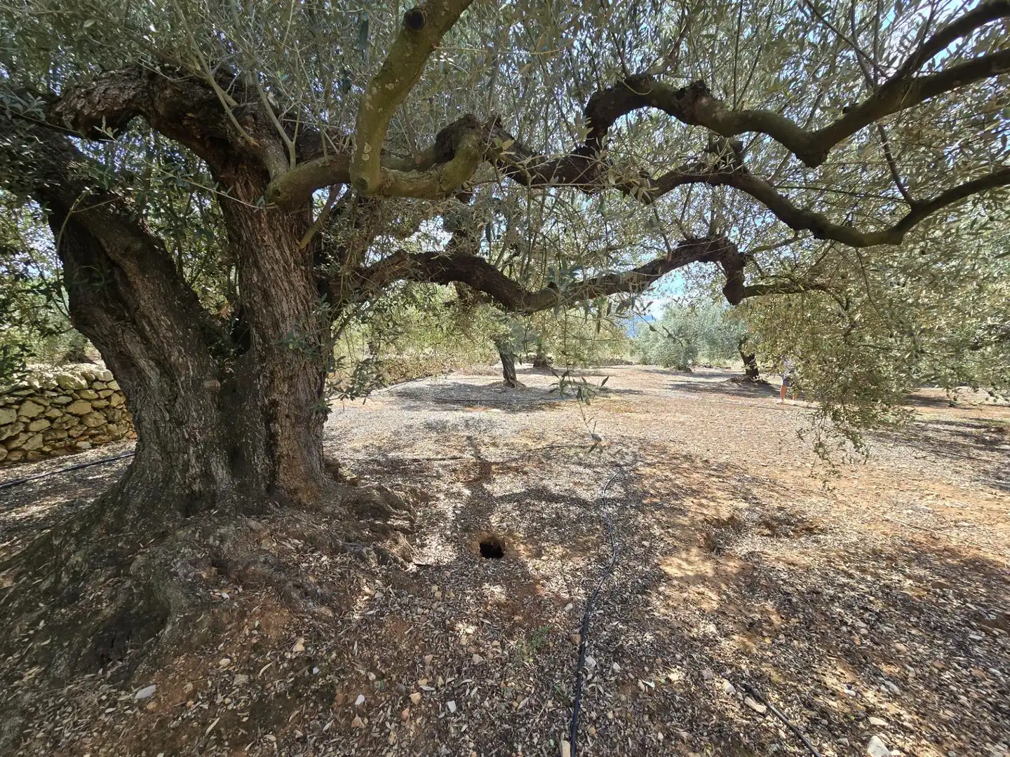 Finca rústica en venta en Freginals con Jardín privado