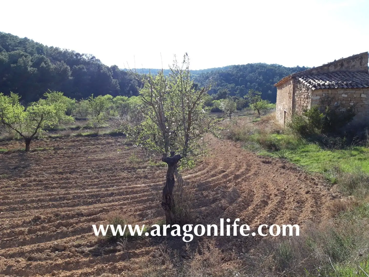Terreni e lotti in vendita a Maella, imagen 10