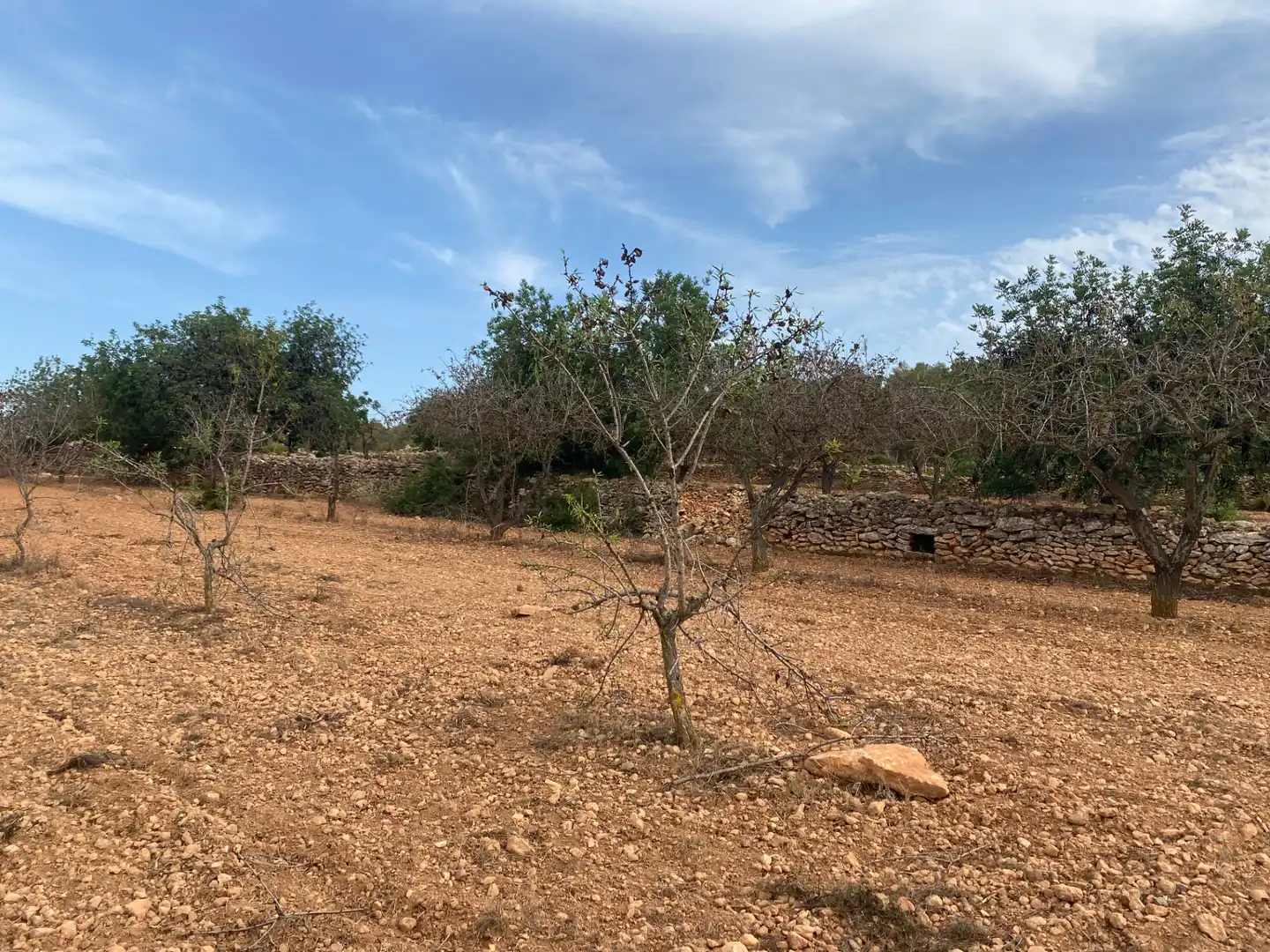 Terrain rustique à vendre à Carrer Camí de Montferri, imagen 13