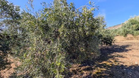 Finca Rúst. en venta en Loja., imagen 5