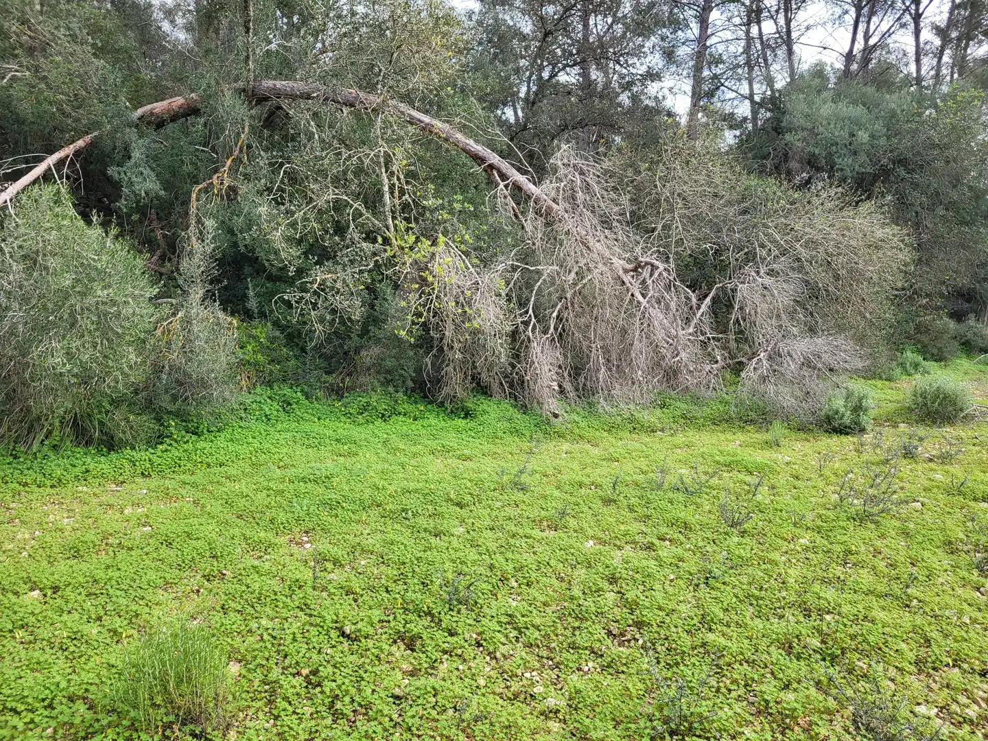 Terreni e lotti in vendita a Sant Joan, imagen 21