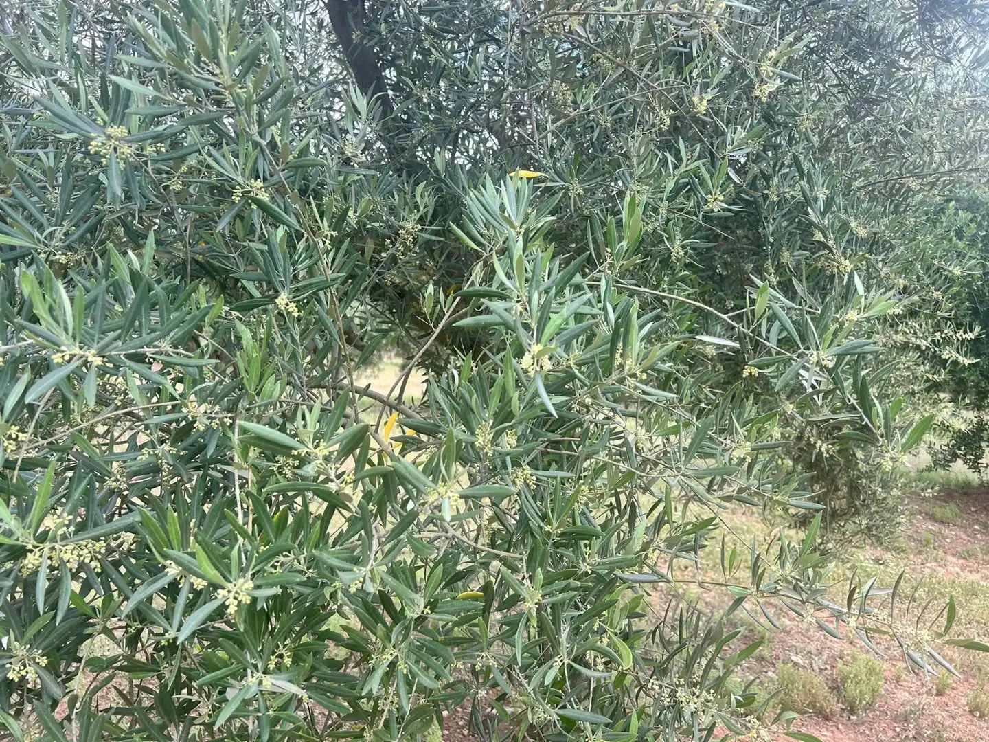 Terreno rustico in vendita a Calicasas, imagen 12