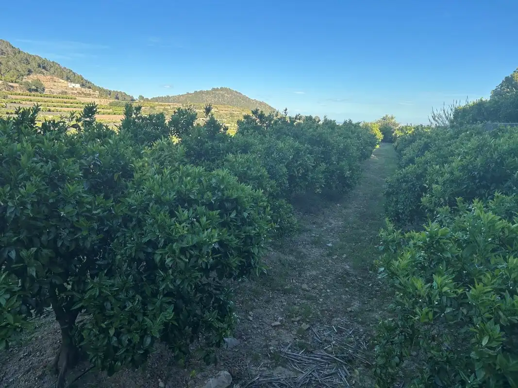 Finca rústica en venda en Oliva amb Moblat