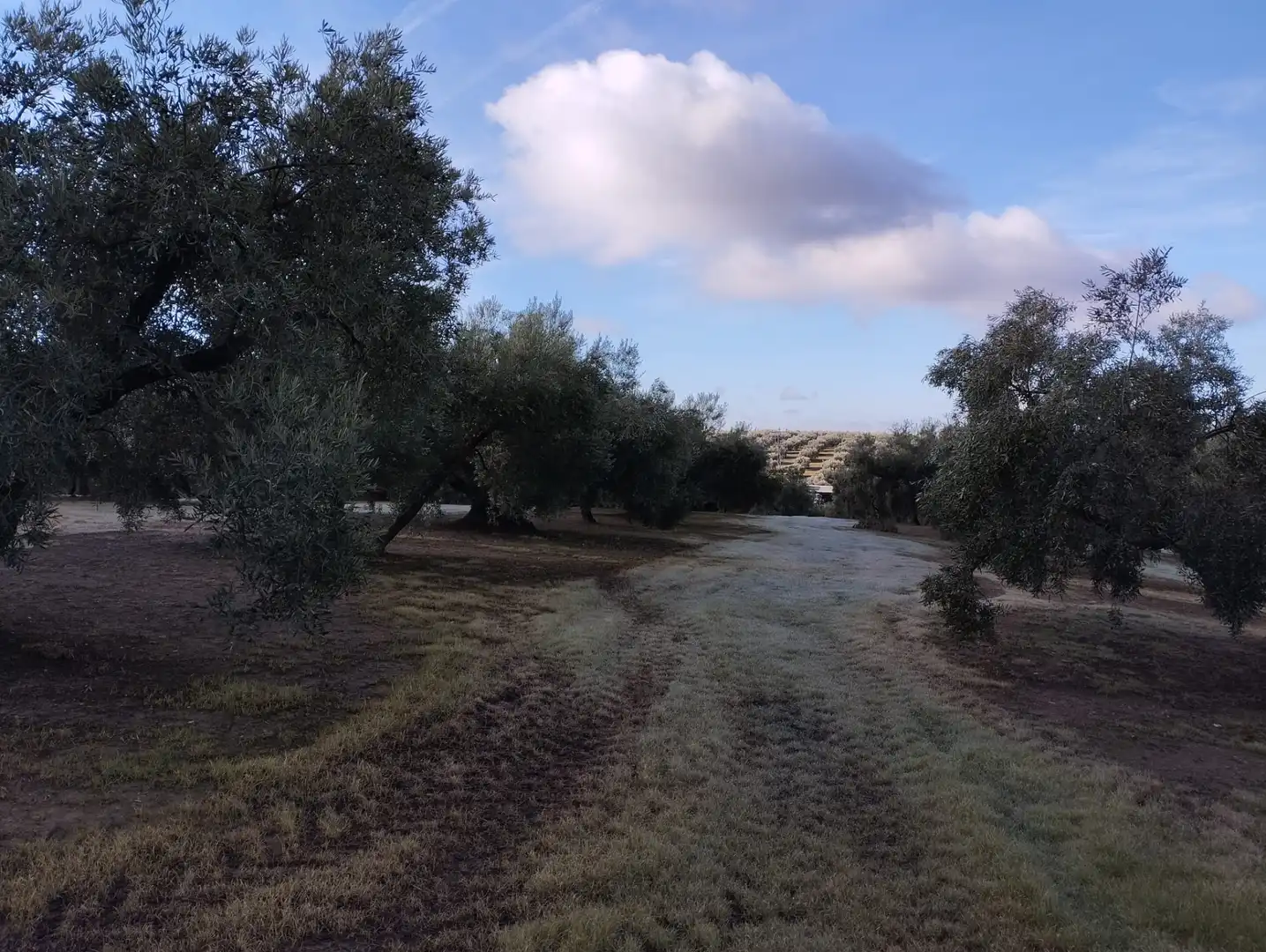 Finca rústica en venta en Cabra