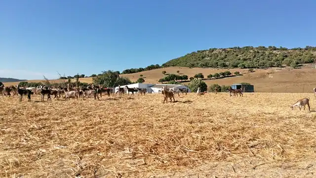Terreno residencial en venta en Vejer, imagen 6