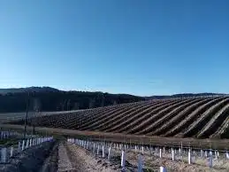 Terreno rústico en venta en Palma del Río, imagen 3