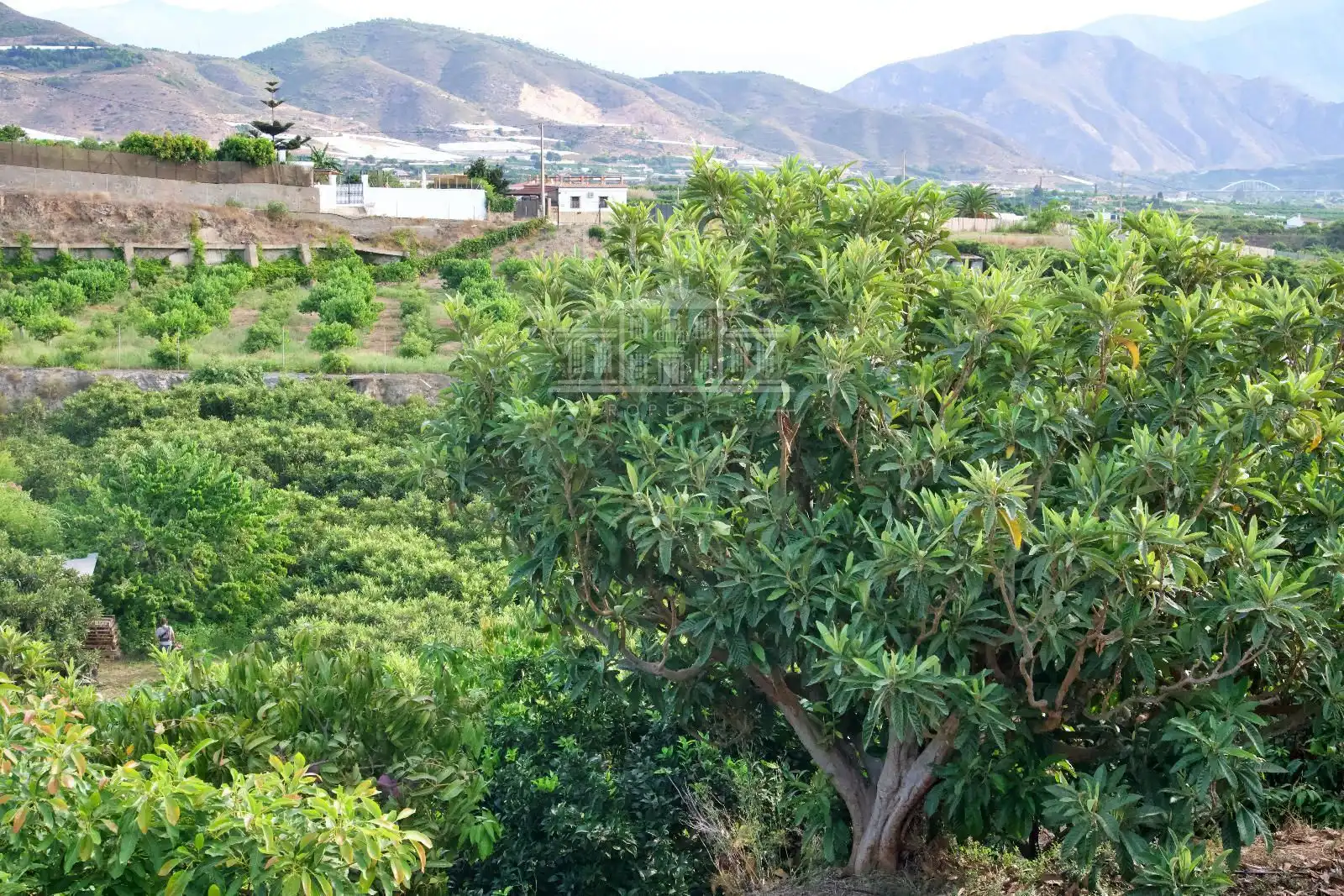 Terreny rústic en venda a Pago Matagallares Pol. 16 Parcela 133, imagen 21