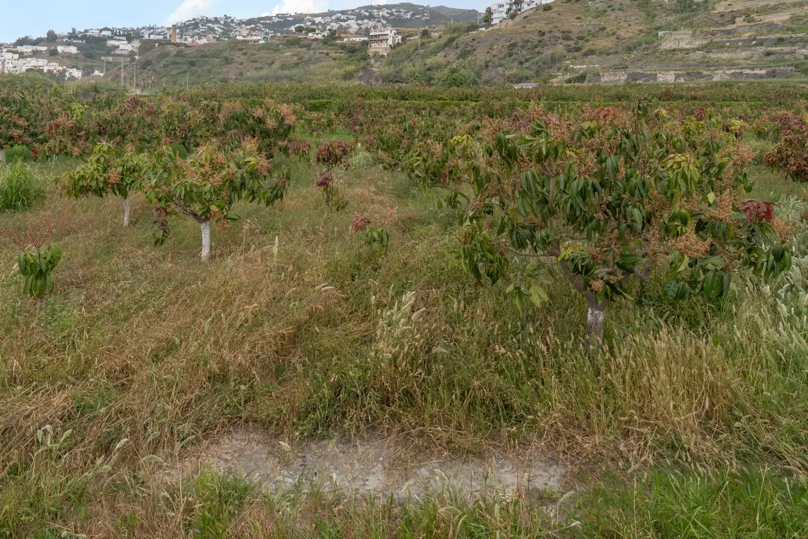 Terreni e lotti in vendita a CARRETERA MALAGA (CAL) 74, imagen 69