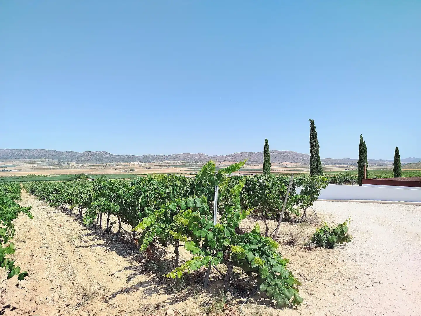 Finca rústica en venda en Yecla amb Aire condicionat i Terrassa