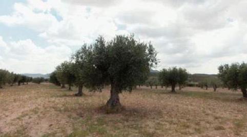 Photo 3 of Residential for sale in Suelo, Ptda Cañada del Embudo Pg 15 Pc 283-jumilla, -1, Jumilla, Murcia