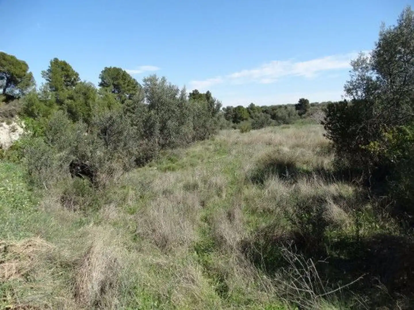 Terreny rústic en venda a Moratalla, imagen 4