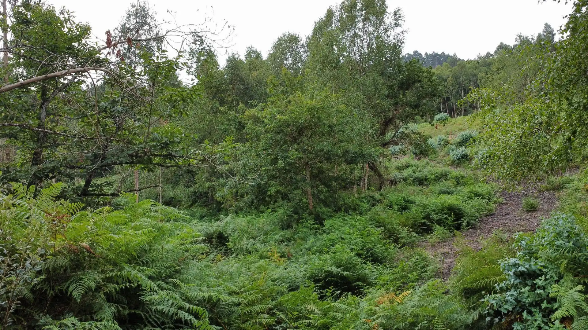 Terreno rustico in vendita a Pría - Nueva-Hontoria - Naves, imagen 25