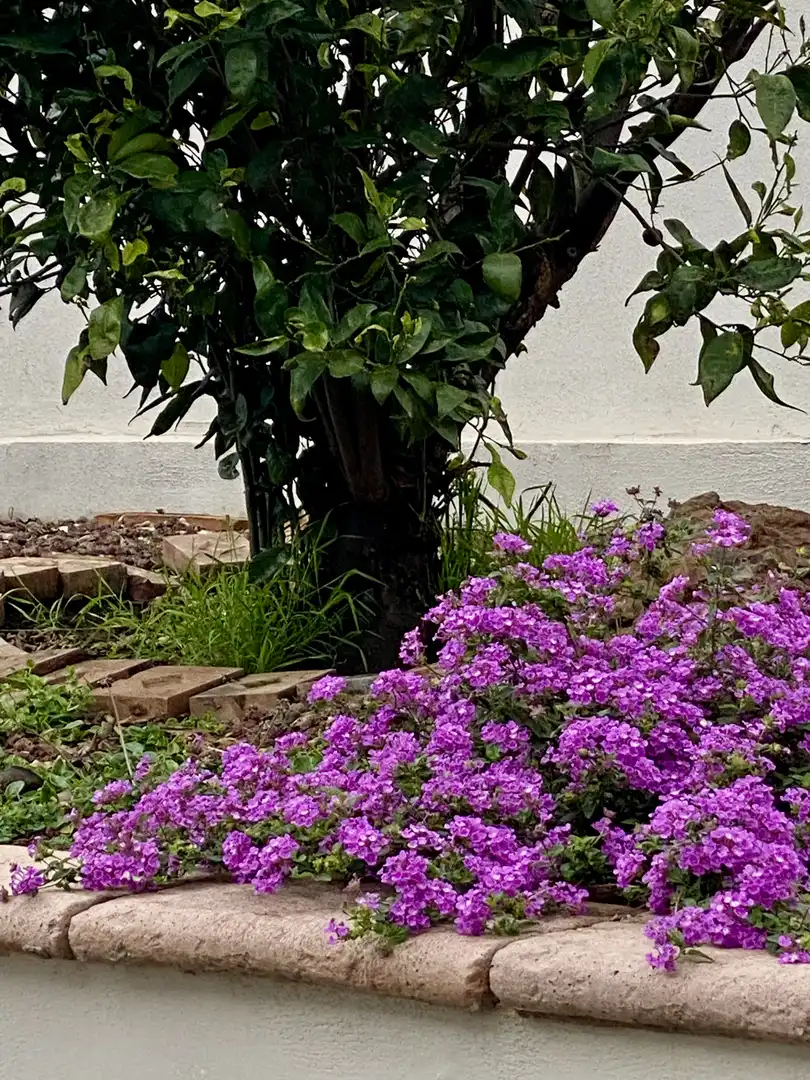 Garden of Houses for rent in Tacoronte  with Air Conditioner, Private garden and Terrace