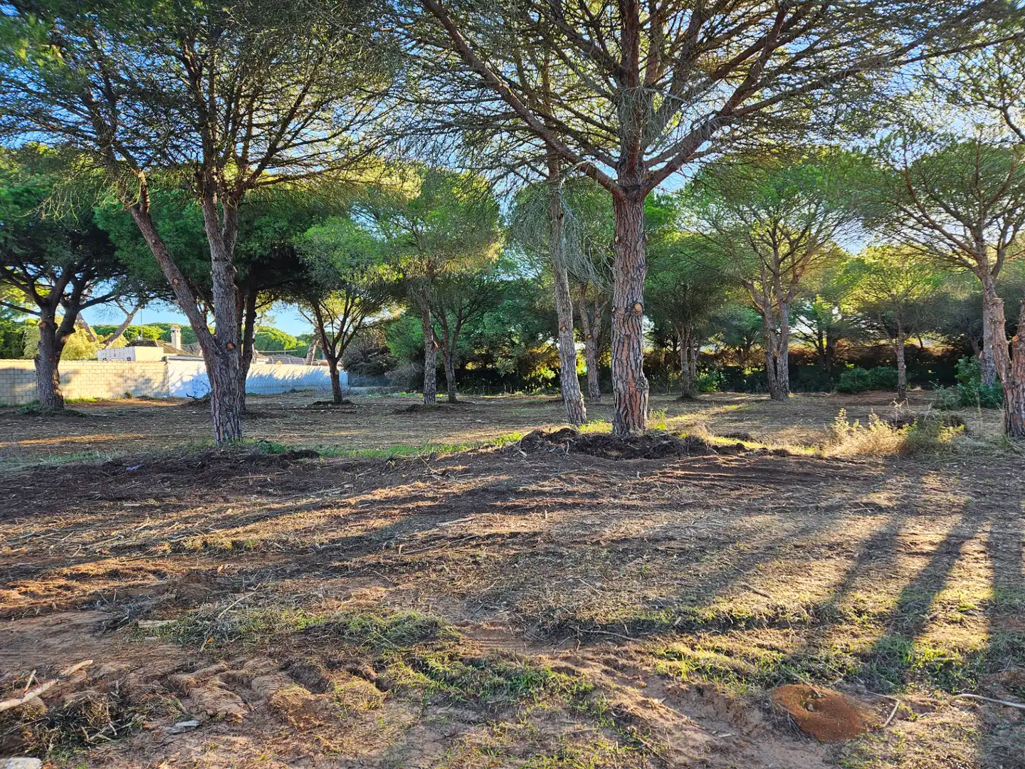 Terreny rústic en venda a Las Lagunas - Campano