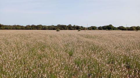 Terreno Sa Pobla 80738m2, immagine 4