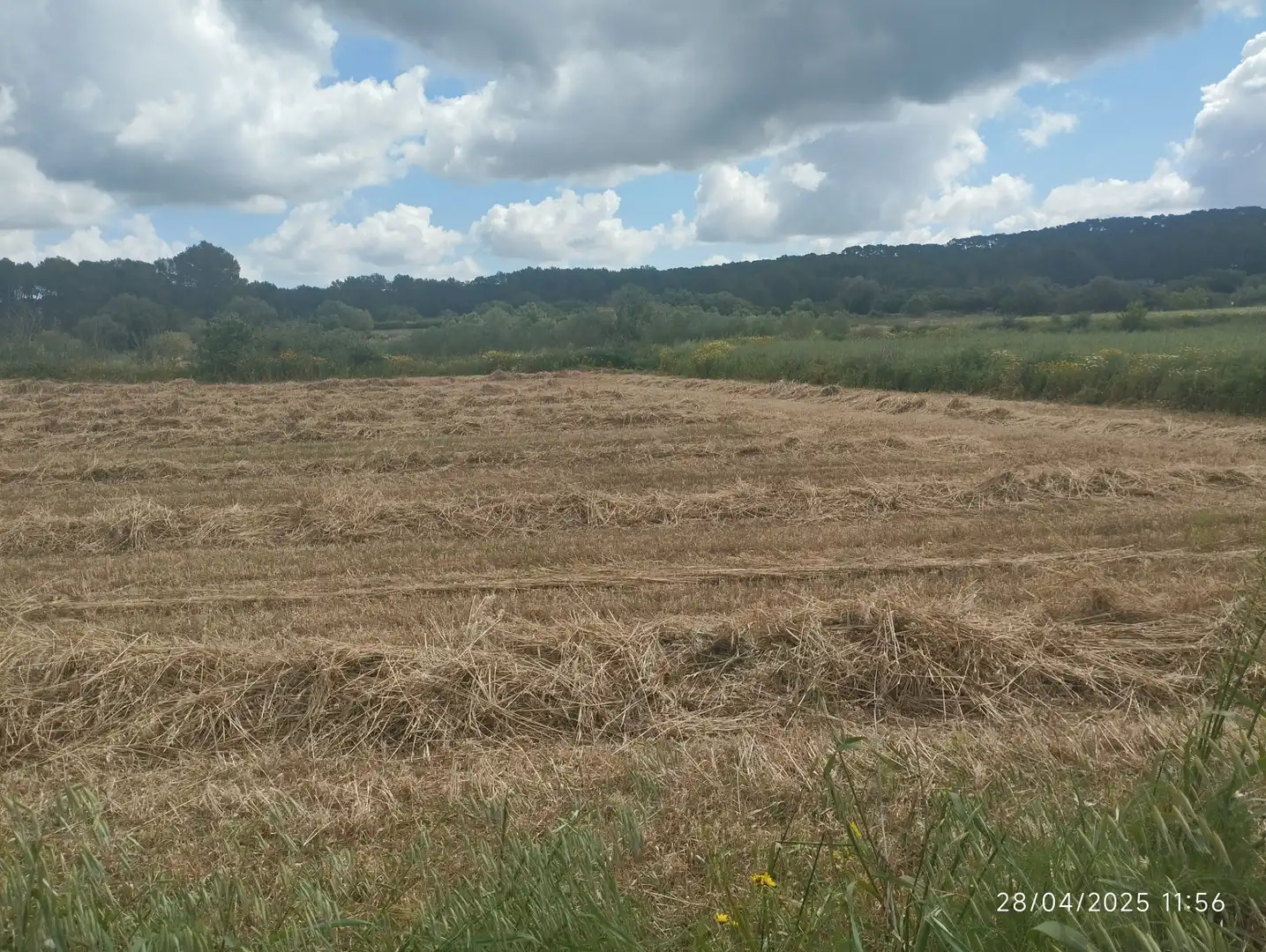Rural land for sale in Algaida