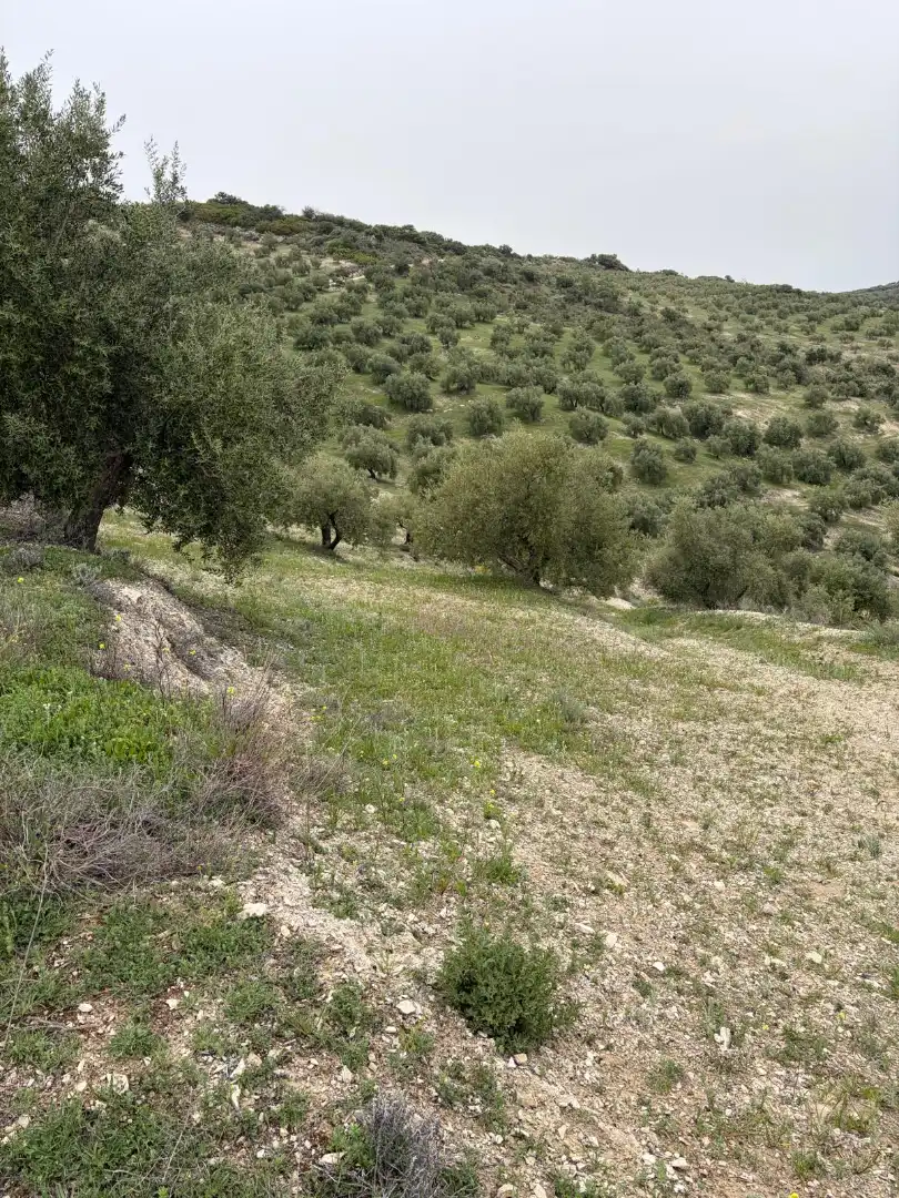 Terrain rustique à vendre à Luque, imagen 4